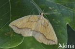 Puntige zoomspanner (Epione repandaria)