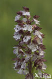 Lady Orchid (Orchis purpurea)