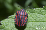 black and red striped bug (Graphosoma lineatum