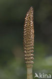 Great Horsetail (Equisetum telmateia)