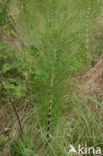 Great Horsetail (Equisetum telmateia)