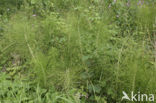 Great Horsetail (Equisetum telmateia)