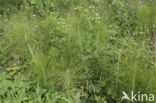 Reuzenpaardenstaart (Equisetum telmateia)