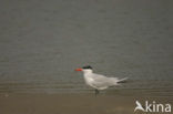 Caspian Tern (Sterna caspia)