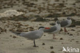 Caspian Tern (Sterna caspia)