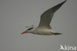 Caspian Tern (Sterna caspia)