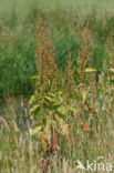 Ridderzuring (Rumex obtusifolius)