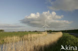 Riet (Phragmites australis)