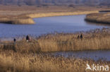 Common Reed (Phragmites australis)