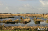 Common Reed (Phragmites australis)