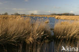 Common Reed (Phragmites australis)