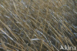 Common Reed (Phragmites australis)