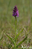 Southern Marsh-orchid (Dactylorhiza praetermissa)