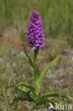 Southern Marsh-orchid (Dactylorhiza praetermissa)