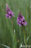 Southern Marsh-orchid (Dactylorhiza praetermissa)