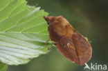 The Drinker (Euthrix potatoria)