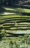 Rijst (Oryza spec)