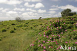 Rimpelroos (Rosa rugosa)