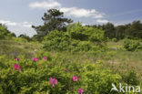 Rimpelroos (Rosa rugosa)