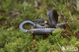 Grass Snake (Natrix natrix)