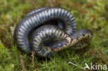 Grass Snake (Natrix natrix)