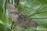 Pale Oak Beauty (Hypomecis punctinalis)