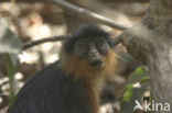 Rode franjeaap (Procolobus badius) 