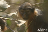 Rode franjeaap (Procolobus badius) 