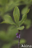 Rood peperboompje (Daphne mezereum) 