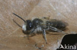 Roodbuikje (Andrena ventralis)