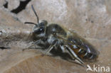 Roodbuikje (Andrena ventralis)