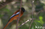 Black-headed Paradise-Flycatcher (Terpsiphone rufiventer)