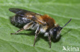 Roodgatje (Andrena haemorrhoa)