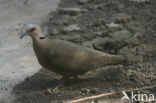 Roodoogtortel (Streptopelia semitorquata)