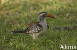 Roodsnaveltok (Tockus erythrorhynchus)