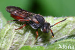 Roodzwarte dubbeltand (Nomada fabriciana)