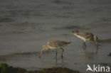 Bar-tailed Godwit (Limosa lapponica)