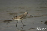 Bar-tailed Godwit (Limosa lapponica)