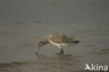 Bar-tailed Godwit (Limosa lapponica)