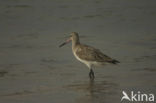 Bar-tailed Godwit (Limosa lapponica)