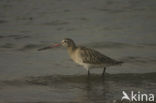 Bar-tailed Godwit (Limosa lapponica)