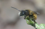 Rosse metselbij (Osmia rufa)