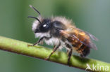 Rosse metselbij (Osmia rufa)