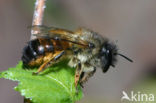 Rosse metselbij (Osmia rufa)