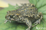 Natterjack toad (Bufo calamita