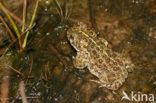 Rugstreeppad (Bufo calamita