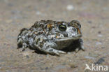 Rugstreeppad (Bufo calamita