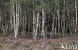 Ruwe berk (Betula pendula)