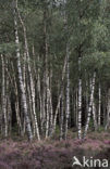 Ruwe berk (Betula pendula)