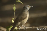 Sahelbabbelaar (Turdoides plebejus)